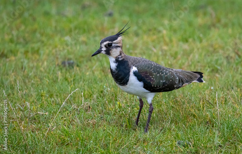 Canvastavla Lapwing (Vanellus vanellus) on southern Oland island, Sweden.