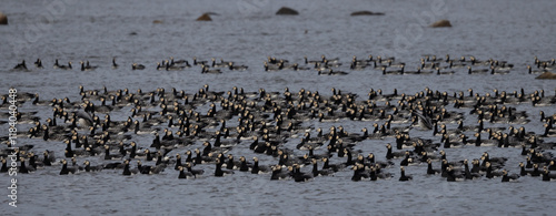 Flock with Barnacle Goose (Branta leucopsis) swimming in the Baltic sea at eastern Oland island, Sweden.