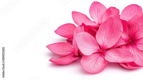 A photostock of pink cherry blossom petals scattered gracefully on a bright white background, symbolizing renewal and romantic themes. High Quality