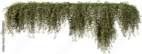 Vine, Ivy, Climbing Plant, Wall Plant, Edge Plant