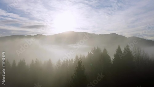 Aerial view over mistcovered fir trees in the morning fog in a hilly landscape,facing the rising sun
