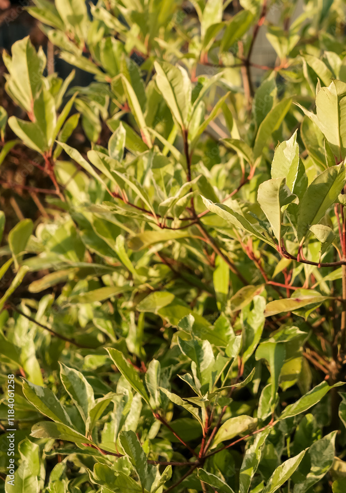 A tree with green leaves and brown tips A tree with green leaves and brown tips