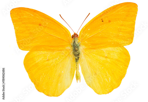 apricot sulphur butterfly photo