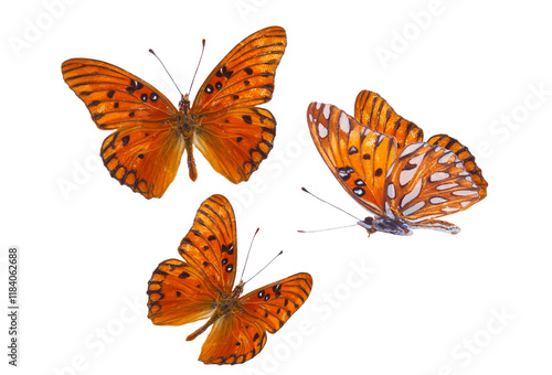 Photography Orange passion butterfly