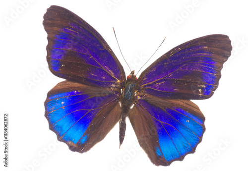 Obraz na płótnie morpho adonis blue butterfly