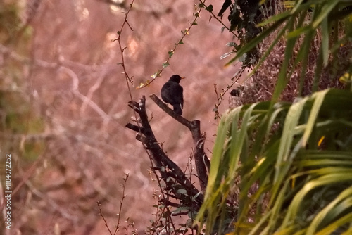 oiseau