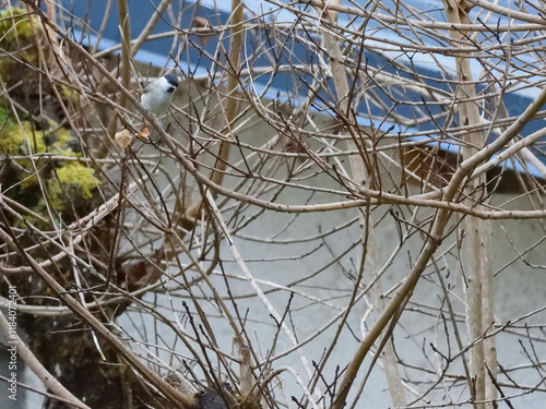 oiseau