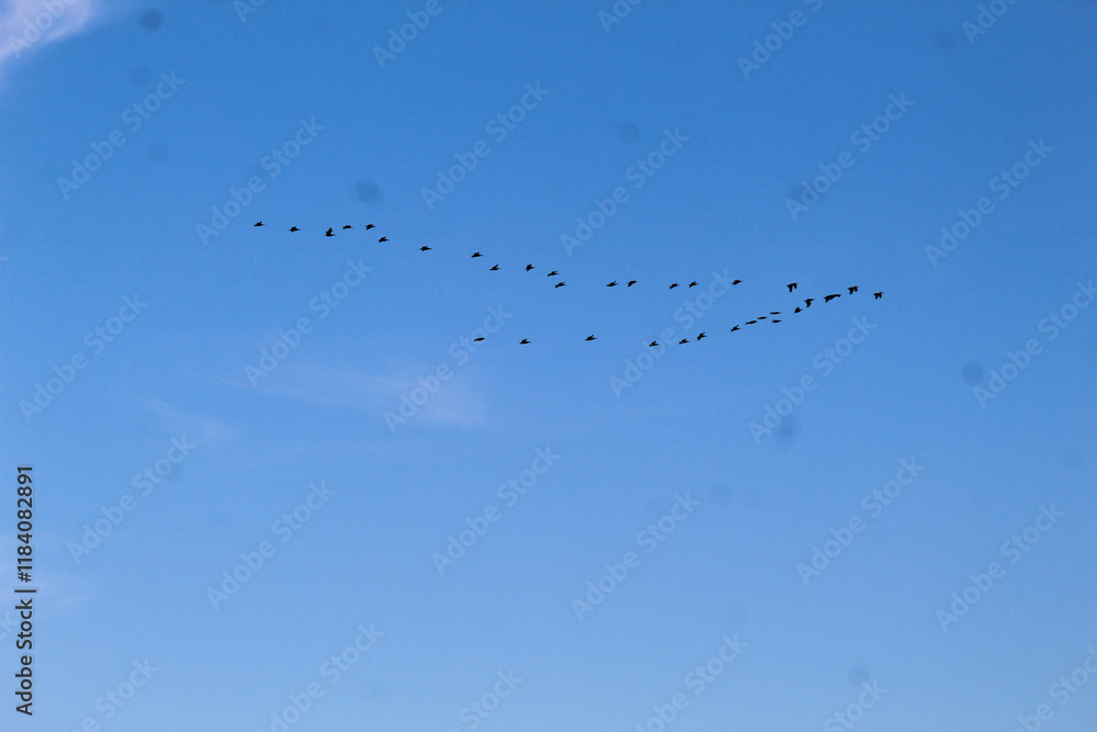 Birds flying in the blue sky .
Birds flying in the blue sky .