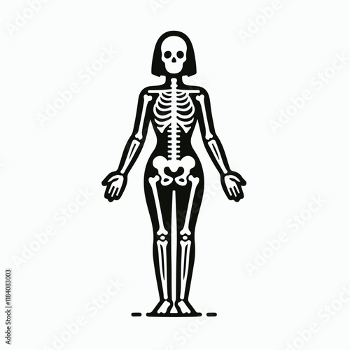 human skeleton