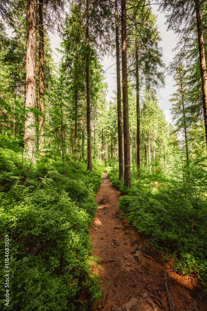 Pilsko Ski Resort, located on the border of Slovakia and Poland, offering scenic tourist trail on Pilsko Mountain in the Beskids, Poland Pilsko Ski Resort, located on the border of Slovakia and Poland, offering scenic tourist trail on Pilsko Mountain in the Beskids, Poland