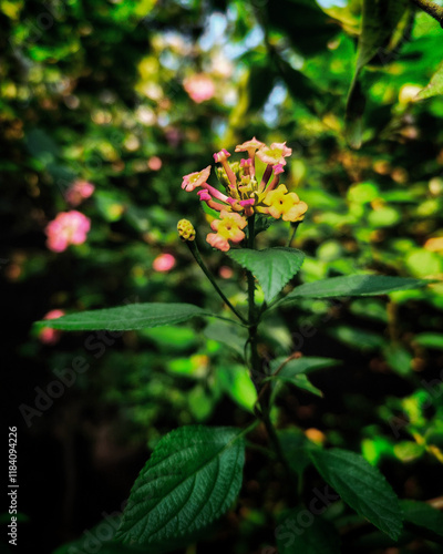 red rose in garden
