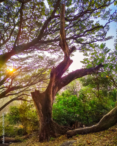 tree in the forest