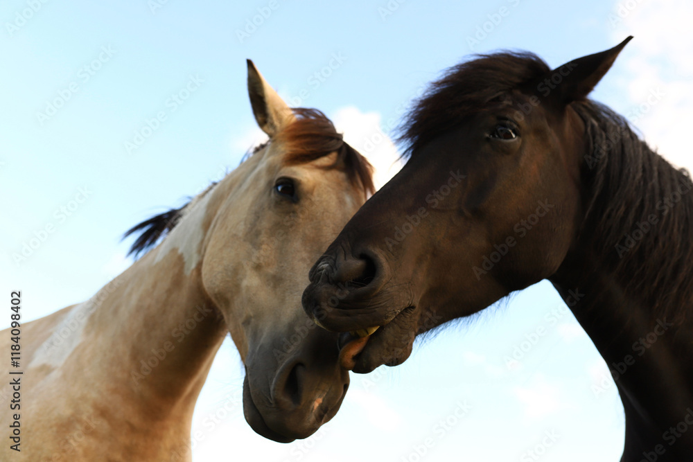 Fototapeta premium horses close up kiss portrait in front of blue sky