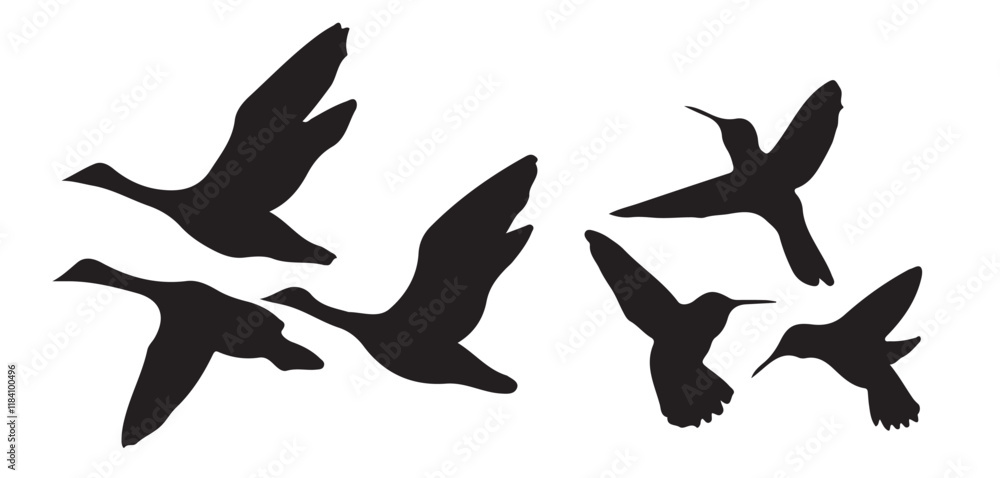 silhouettes of birds in black color.bird silhouette vector illustration,Diverse positions, flying, perching silhouettes of birds in black color.bird silhouette vector illustration,Diverse positions, flying, perching