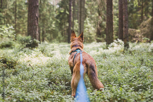 Ginger dog is standing and looking ahead in green forest of blueberries