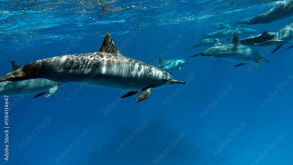 Fototapeta premium Dolphins. Spinner dolphin. Stenella longirostris is a small dolphin that lives in tropical coastal waters around the world. 