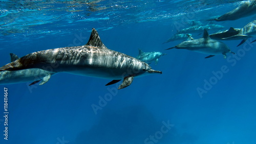 Dolphins. Spinner dolphin. Stenella longirostris is a small dolphin that lives in tropical coastal waters around the world.  photo