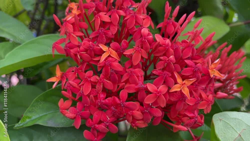 Red jungle geranium (Ixora coccinea) flowers in the garden Red jungle geranium (Ixora coccinea) flowers in the garden