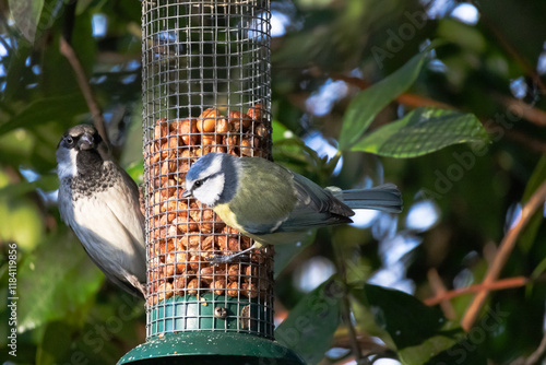 Great Tit small bird and sparrow hanging on the bird feeder cage, eating seeds.