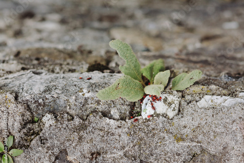 Red bugs walking on concrete wall