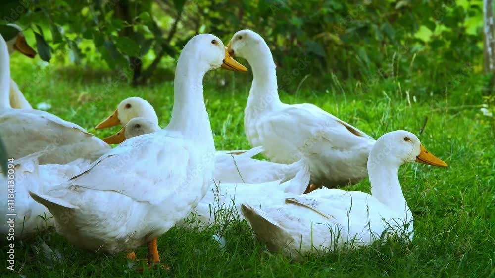 Domestic Geese Relaxing Themselves Domestic Geese Relaxing Themselves
