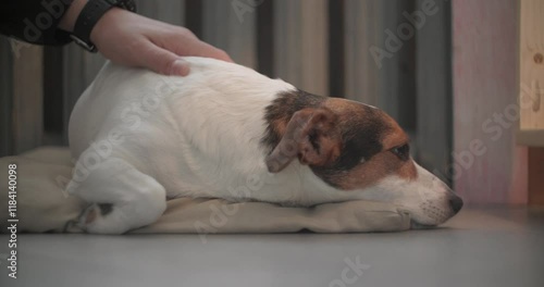 Calm and peaceful dog is being gently patted with a hand, showcasing deep affection, warmth, and tranquility