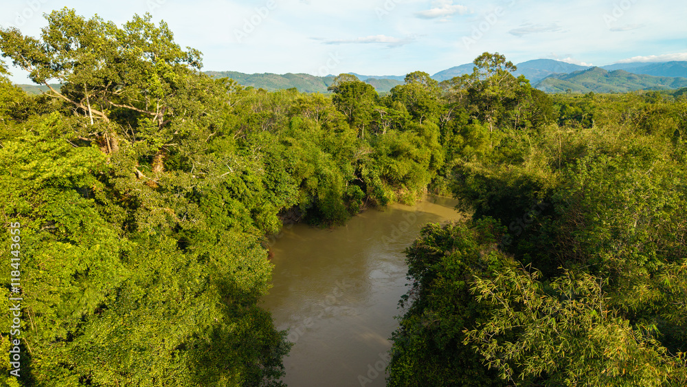 Aerial view green tropical rainforest big tree with river canal Aerial view green tropical rainforest big tree with river canal
