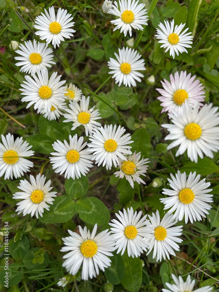 a bunch of little daisies in spring a bunch of little daisies in spring