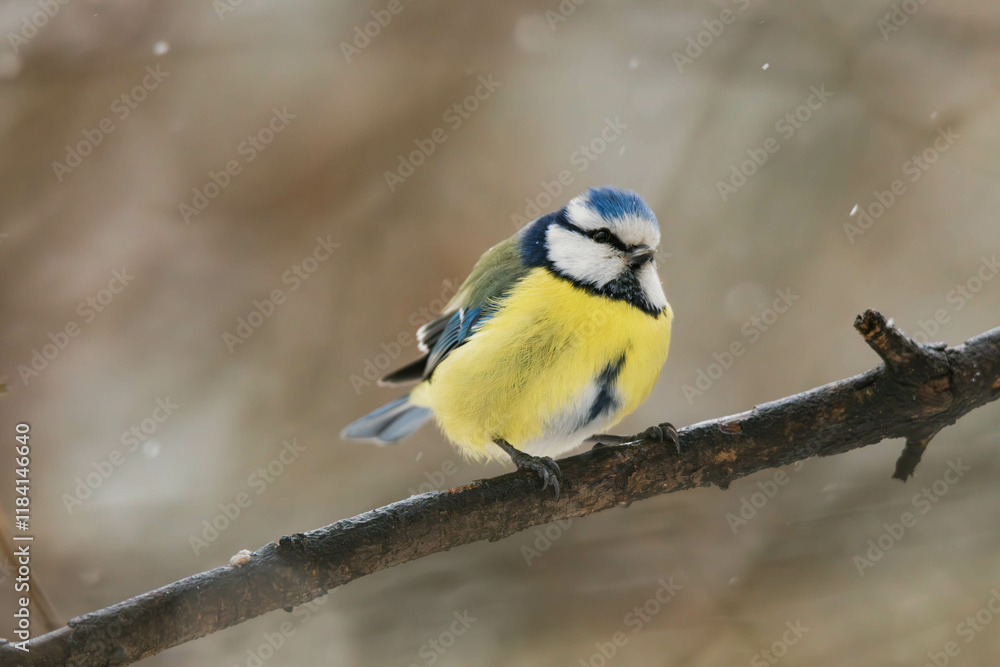 Naklejka premium blue tit on a branch