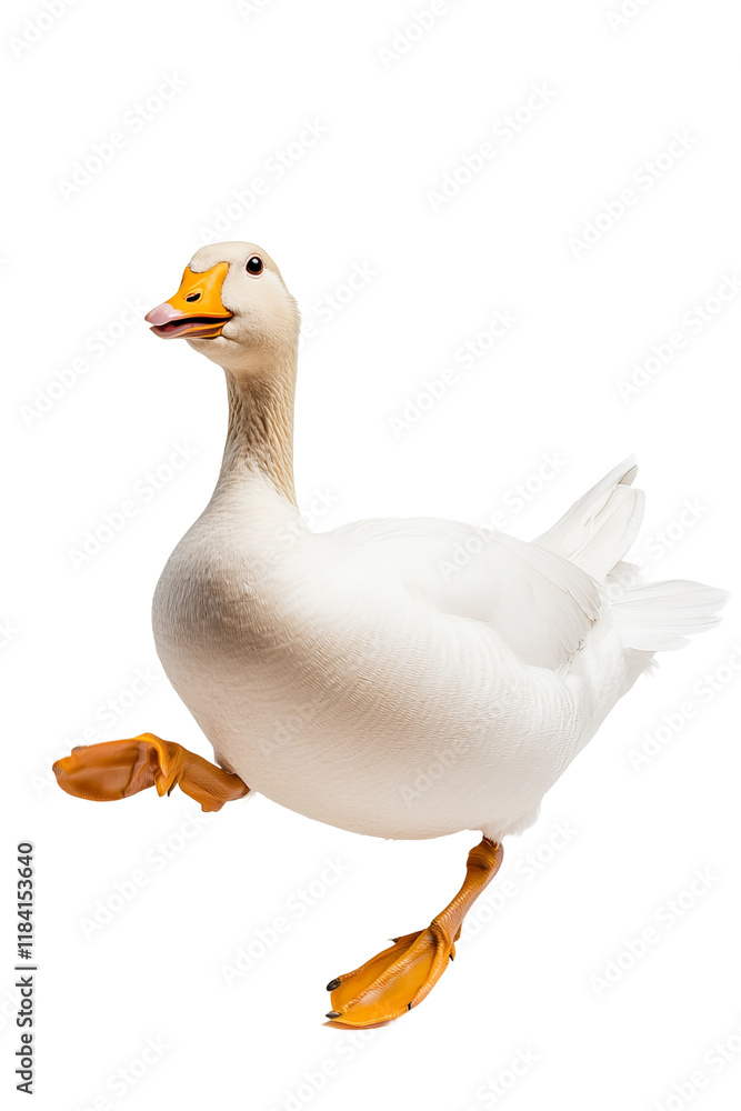 goose running,home breeding, yellow mouth yellow feet, white body, white background goose running,home breeding, yellow mouth yellow feet, white body, white background