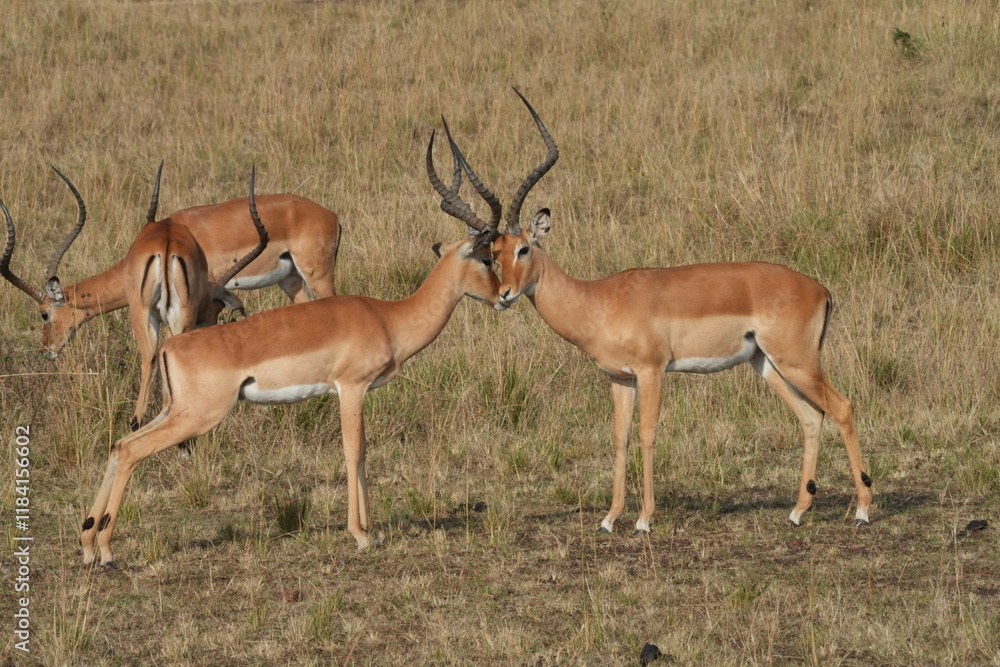 A herd of African impalas grazes peacefully on the savanna of Maasai Mara, Kenya, with a few males locking horns in spirited battles for dominance. A herd of African impalas grazes peacefully on the savanna of Maasai Mara, Kenya, with a few males locking horns in spirited battles for dominance.