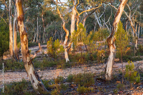 Gnarly white gum trees in late afternoon sunshine in bush setting photo