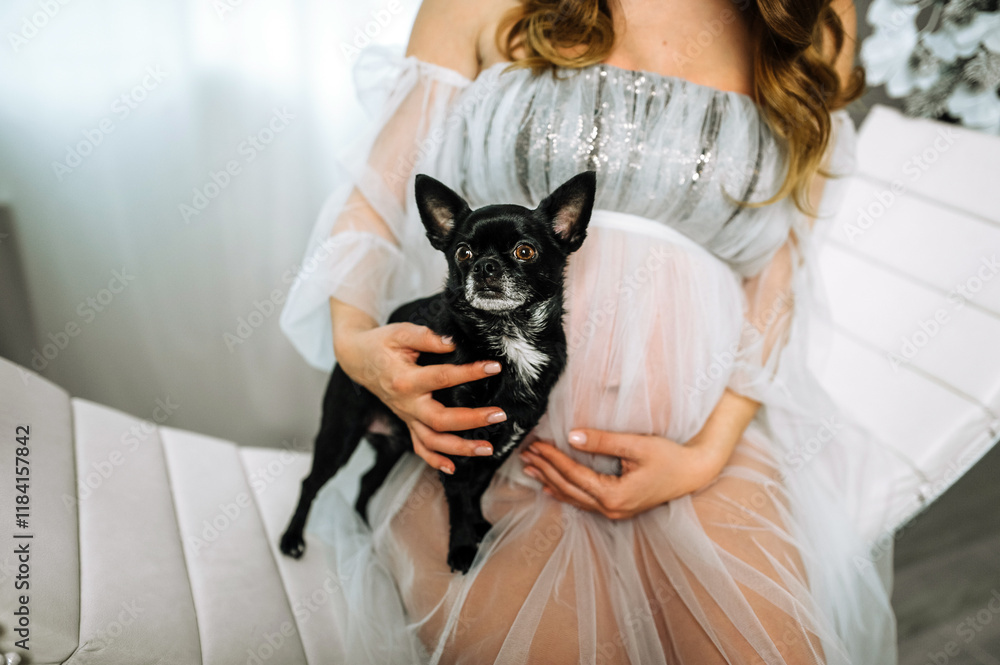 Pregnant woman in dress with big belly sitting with black small chihuahua dog indoors. Photography, pregnancy concept. Pregnant woman in dress with big belly sitting with black small chihuahua dog indoors. Photography, pregnancy concept.