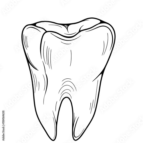 teeth