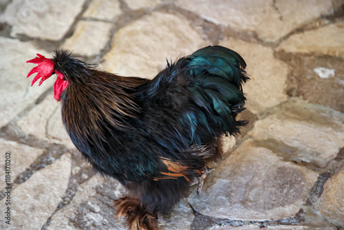 Portrait eines Huhn oder Hahns. photo