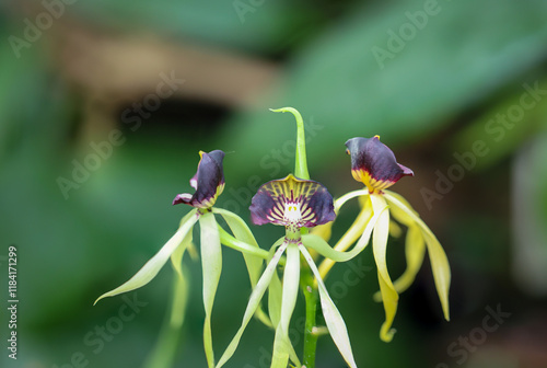 Die Blüten einer Orchidea. Tintenfisch-Orchidee oder Encyclia Octopussy welche in Südamerika beheimatet ist.
 photo