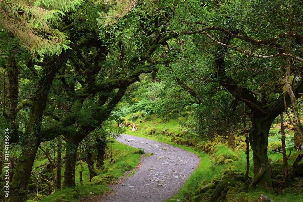 Fototapeta premium Nature in Ireland - Killarney National Park trail