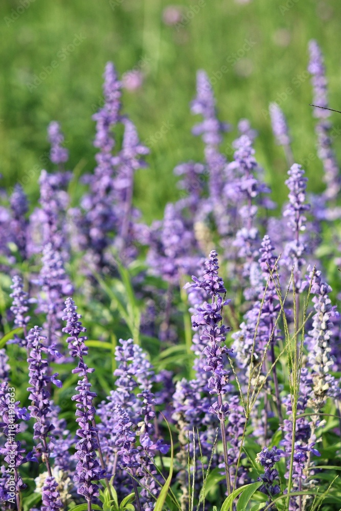 Naklejka premium Purple lavender flower and leaves in garden