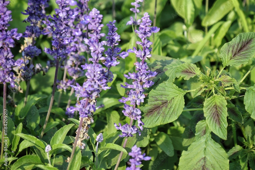 Purple lavender flower and leaves in garden Purple lavender flower and leaves in garden