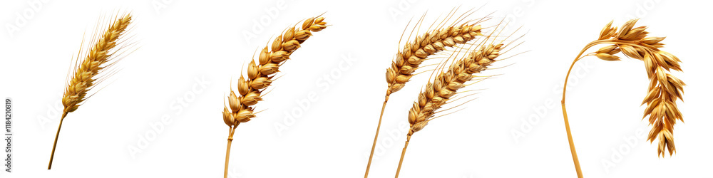 A series of golden wheat stalks arranged in different orientations, showcasing their distinctive features and textures. A series of golden wheat stalks arranged in different orientations, showcasing their distinctive features and textures.