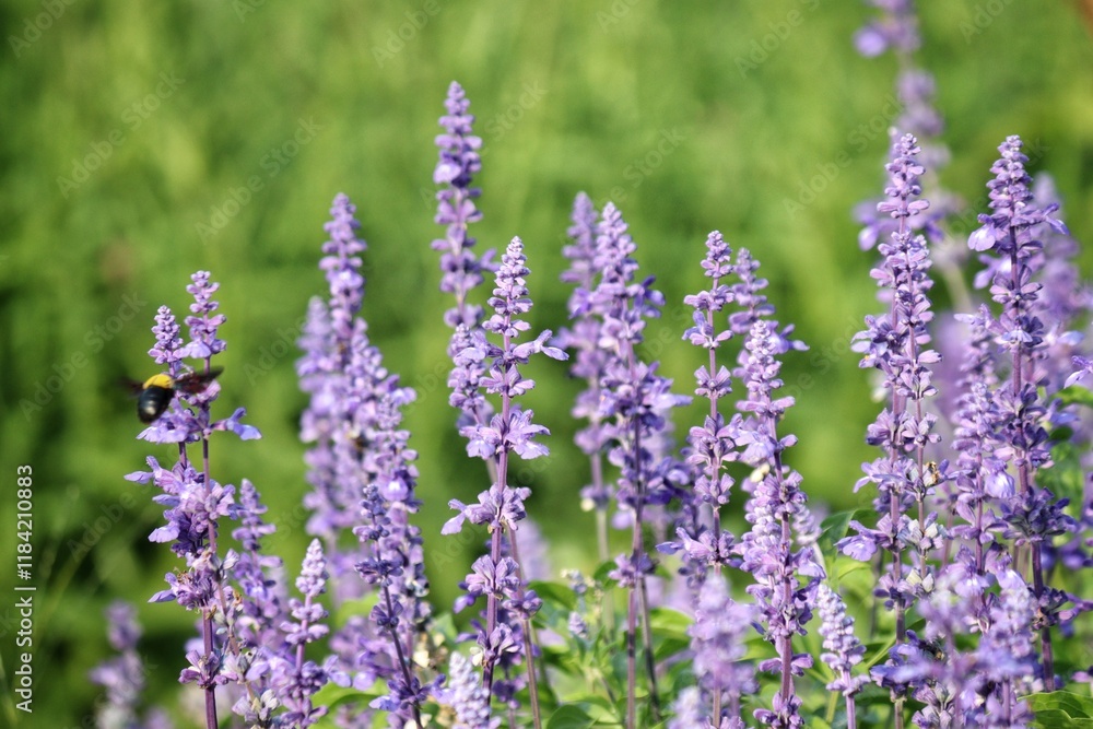 Naklejka premium Purple lavender flower and leaves in garden