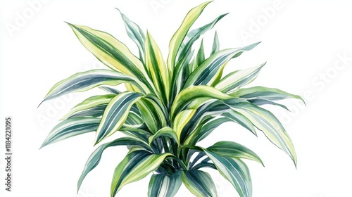 A bold watercolor depiction of a Dracaena plant, showcasing its striped leaves in various greens, isolated against a clean white background with stunning 4K detail.
