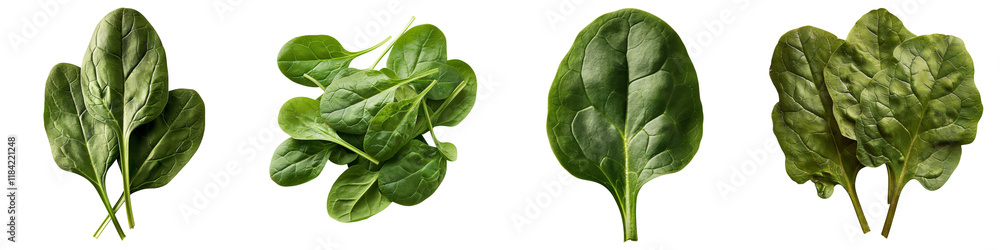 A collection of spinach leaves showcasing their varying shapes and sizes. A collection of spinach leaves showcasing their varying shapes and sizes.