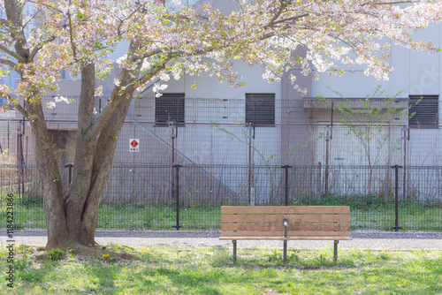 japanese cherry blossom sakura trees with green fresh leaves and empty bench on the green grass in the park of chiba