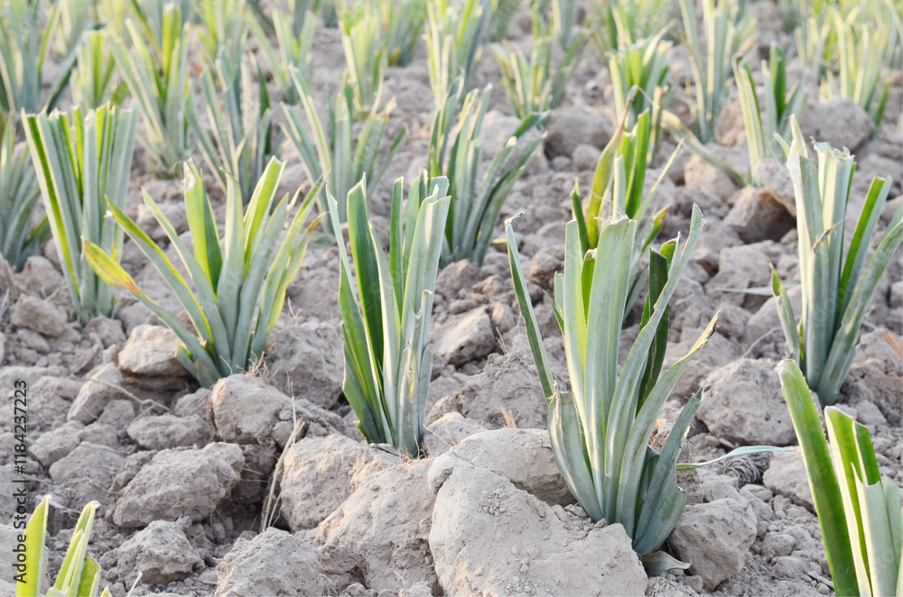 Rows of plantation green pineapples field farm in Thailand Rows of plantation green pineapples field farm in Thailand