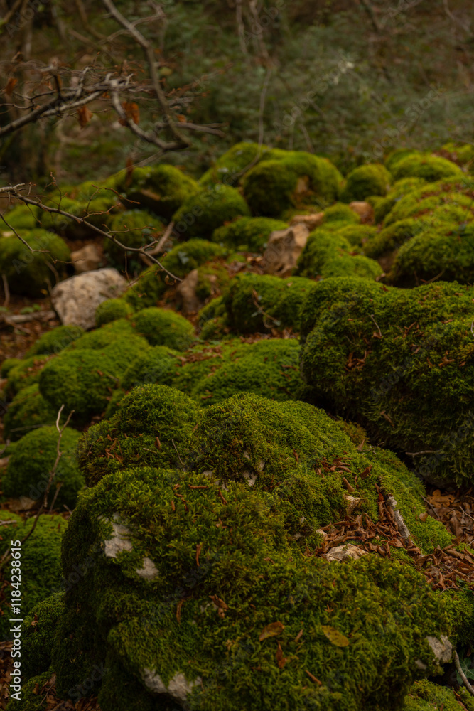 Fototapeta premium green moss background