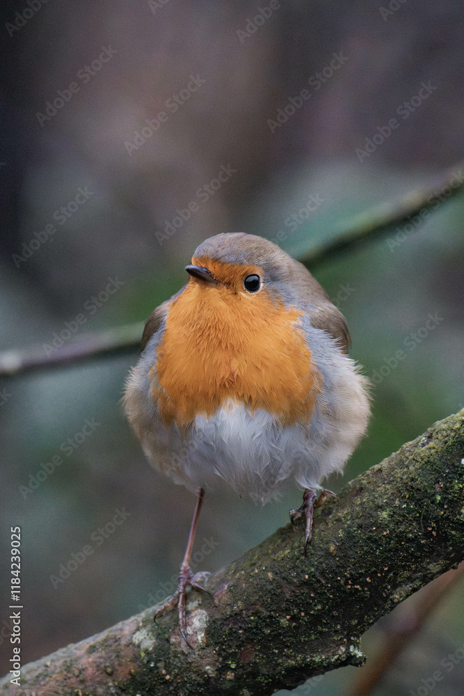 Fototapeta premium European robin (Erithacus rubecula) on a tree branch