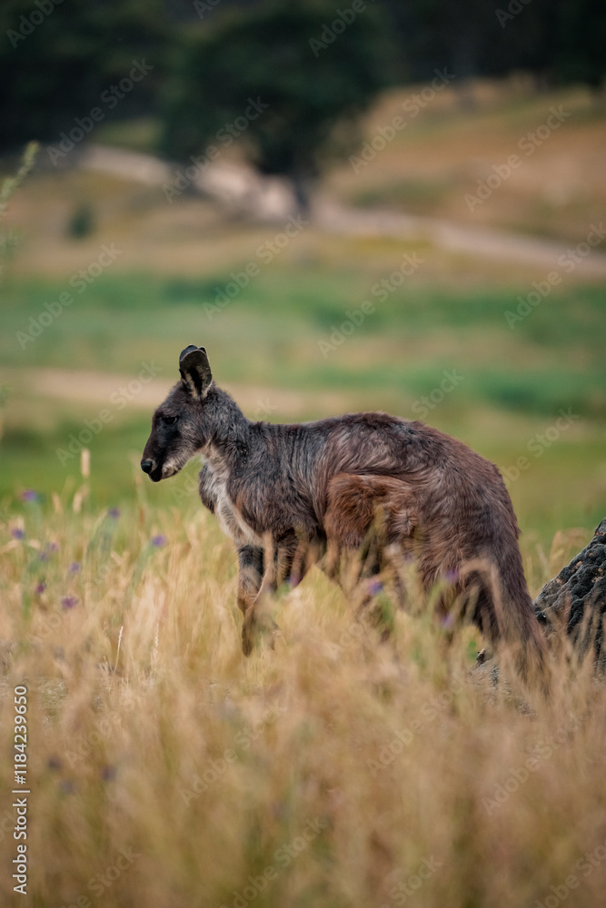 Kangaroo grazes in grassy field with blurred natural background Kangaroo grazes in grassy field with blurred natural background