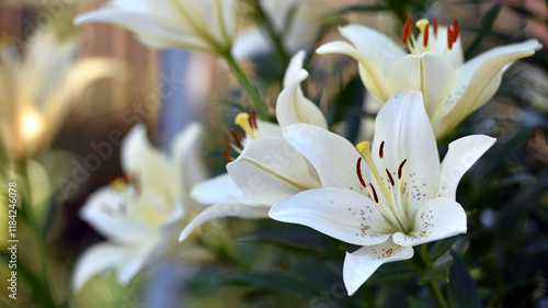 Fotografie Lilium