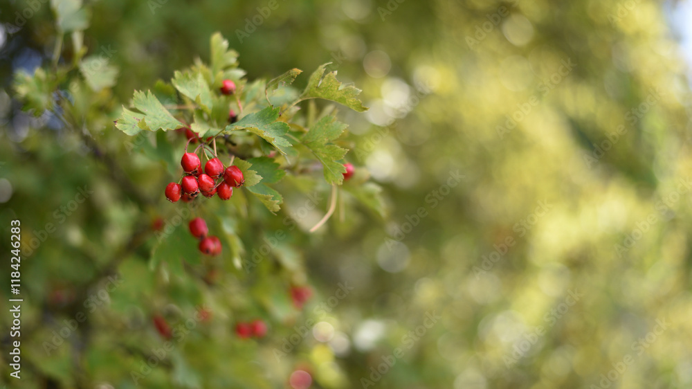 Crataegus. autumn forest red berries of wild rose on a branch. Close up of ripe winter fruits of red hawthorn with natural green background. bokeh, close-up, place for text Crataegus. autumn forest red berries of wild rose on a branch. Close up of ripe winter fruits of red hawthorn with natural green background. bokeh, close-up, place for text